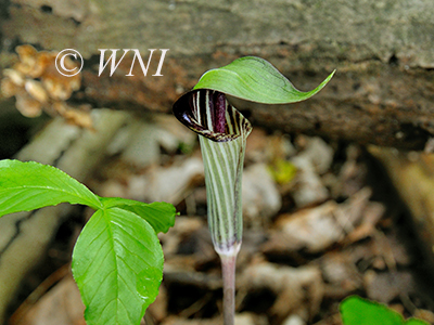 Jack-in-the-pulpit (Arisaema triphyllum)